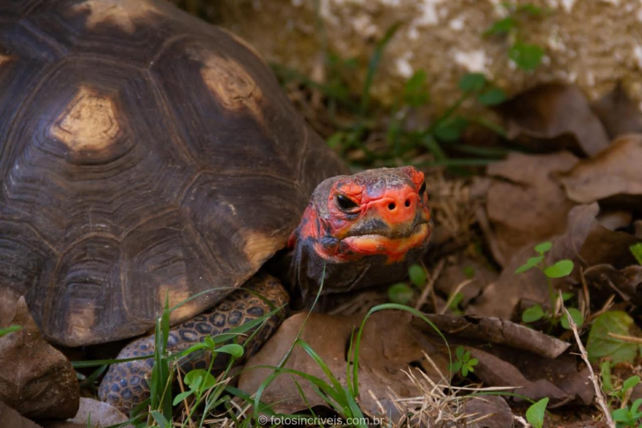 Pousada Natureza Divina Araquari Kültér fotó