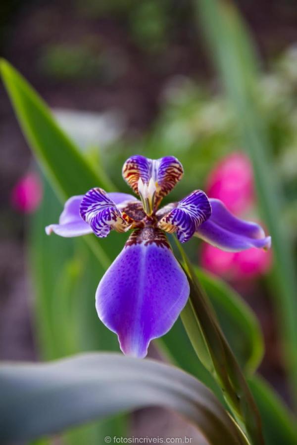Pousada Natureza Divina Araquari Kültér fotó